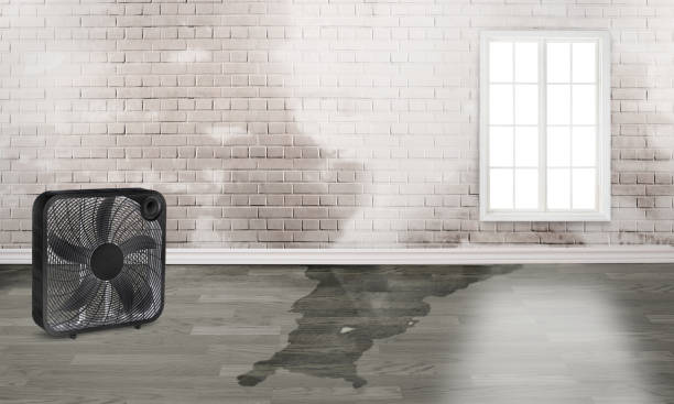 Best Basement water damage restoration  in Fifth Ward, LA
